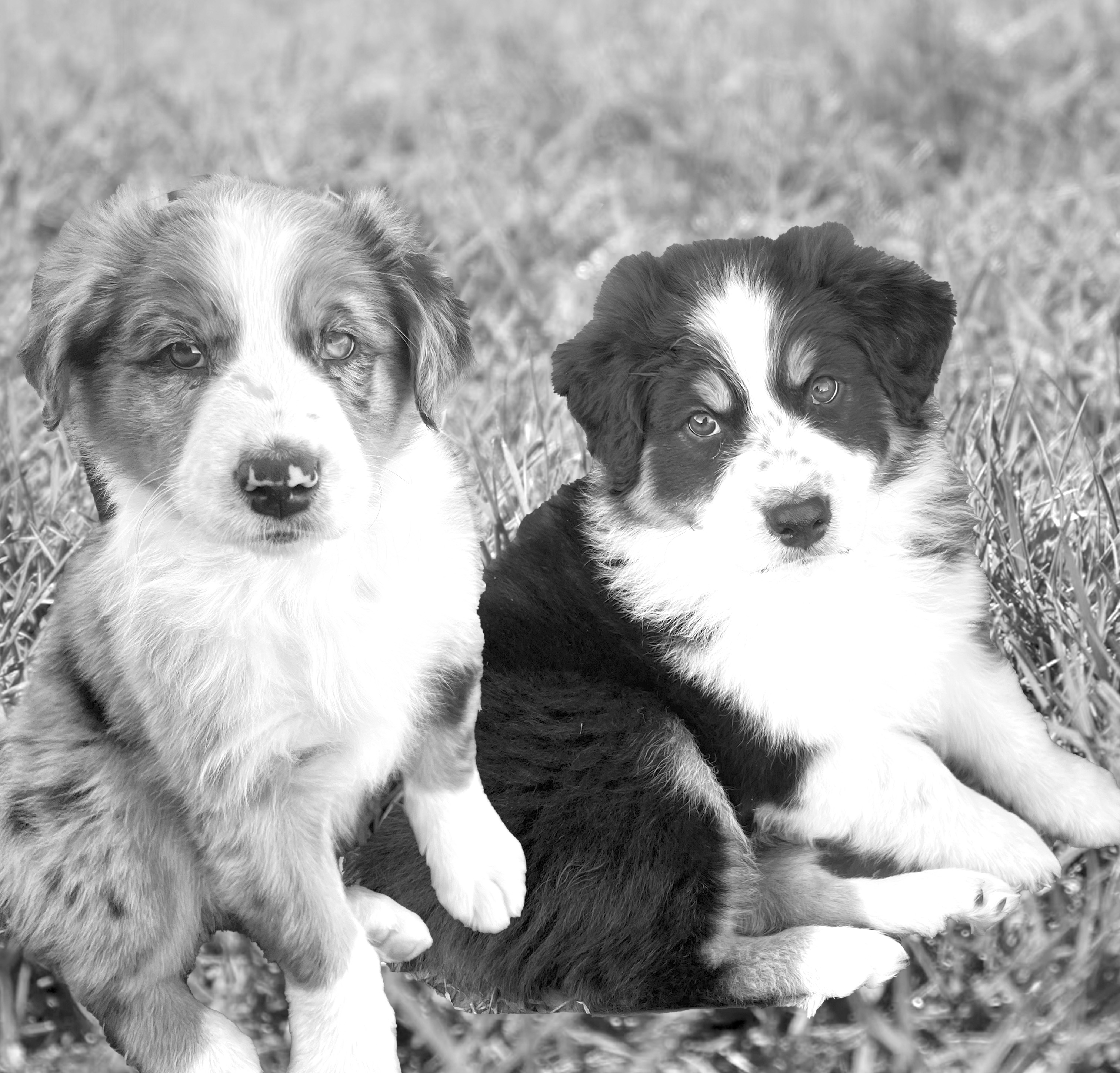 The Penny News Classifieds: Cats / Dogs / Pets - Australian Shepherd