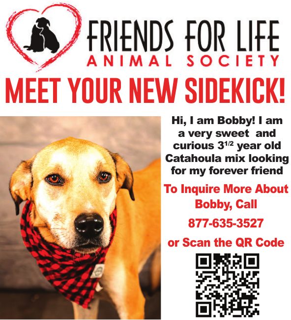 Friends for Life Animal Society introduces Bobby, a sweet and curious 3 1/2 year old Catahoula mix looking for his forever friend. Bobby is ready to be someone’s new sidekick, and anyone interested can call 877-635-3527 or scan the QR code in the ad to learn more. PN50377
