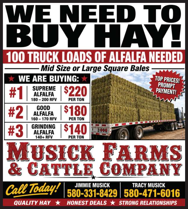 Musick Farms & Cattle Company is actively purchasing hay and is currently seeking 100 truckloads of alfalfa. They are buying mid size or large square bales with top prices and prompt payment. Premium alfalfa (180 to 200 RFV) earns up to $220 per ton, good alfalfa (160 to 170 RFV) pays $180 per ton, and grinding alfalfa (140+ RFV) brings $140 per ton. Contact Jimmie Musick or Tracy Musick today to discuss your hay and receive fast payment. PN50795